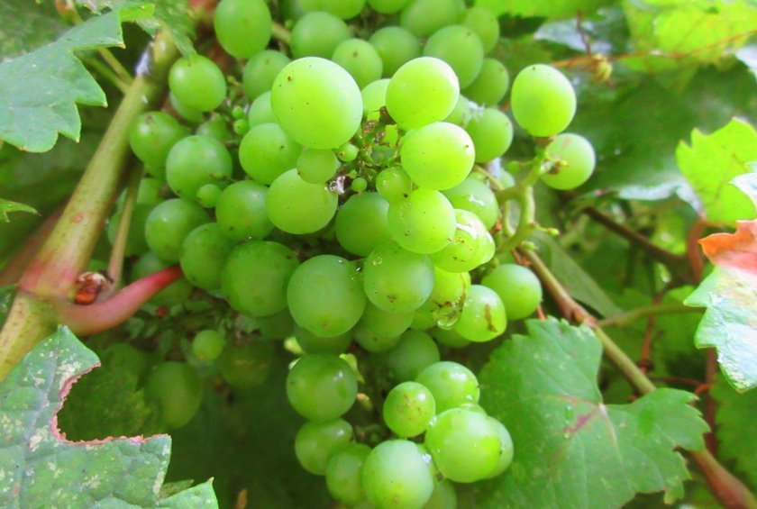 2072f9c173bea3ef87ab8622d1915a7f Зелений виноград: посадка й догляд, користь і шкоду, калорійність, що можна приготувати, кращі рецепти, фото
