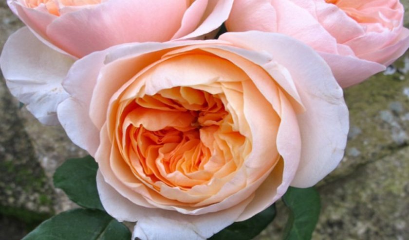 2244e7663d2fd787e788d78d11f4069e Англійські троянди: опис з фото, особливості посадки, догляду та вирощування