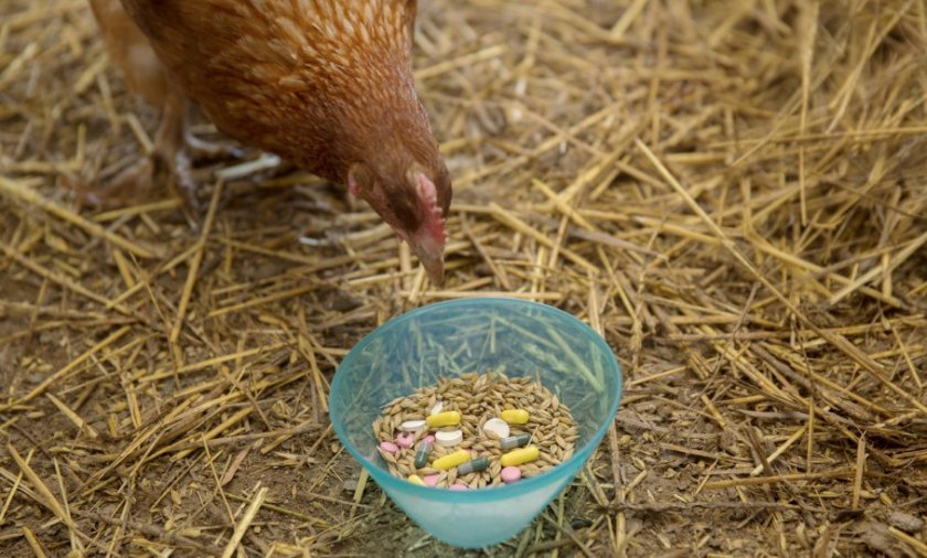 231d9b840e506f1b9be51ccce6ddcabd Чому кури несуть яйця без шкаралупи: причини, що робити, як це виправити, відео