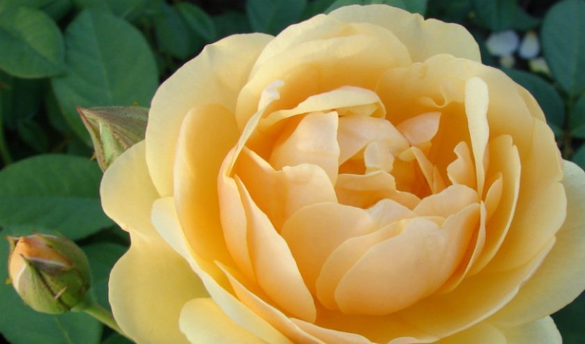 23fcc235438a60330e6be16366233f7c Англійські троянди: опис з фото, особливості посадки, догляду та вирощування