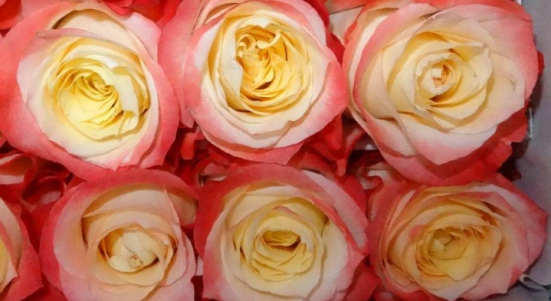 24e008593a8d5fbad77e14f7ee3a90c4 Троянди Еквадор: опис сортів з фото, особливості вирощування та догляд