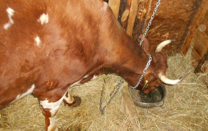 24e556a63fc563e7f58fae381a93349d Бестужевская порода корів: характеристика, утримання та догляд