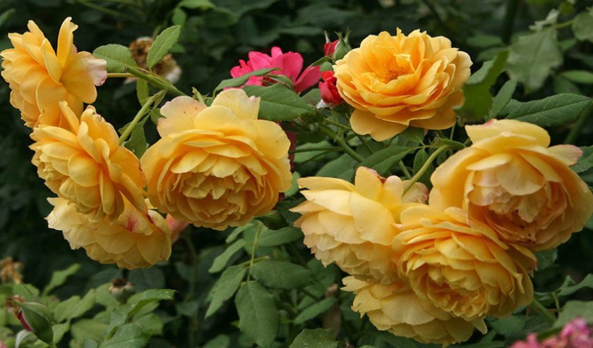 254dc146599e474793fe51cfa937a13f Жовті троянди: до чого дарують, значення та опис кращих сортів, основні правила догляду