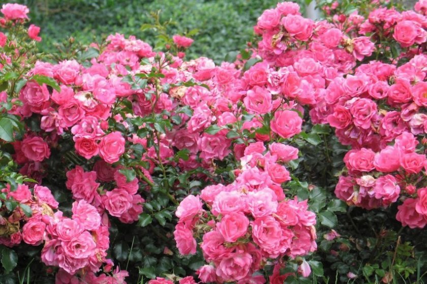 25981b7cc8f8d87593aba1549391bcf7 Паркові троянди: опис, посадка й догляд, вирощування, обрізка і укриття на зиму, фото, відео