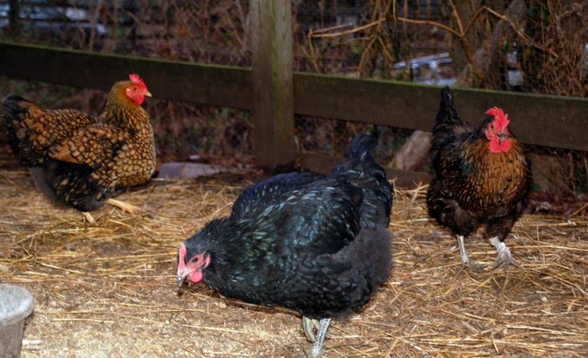 2751b5abdb03a66ed20634b4f4675df4 Тонка шкаралупа у курячого яйця: в чому причина, що робити, чим годувати