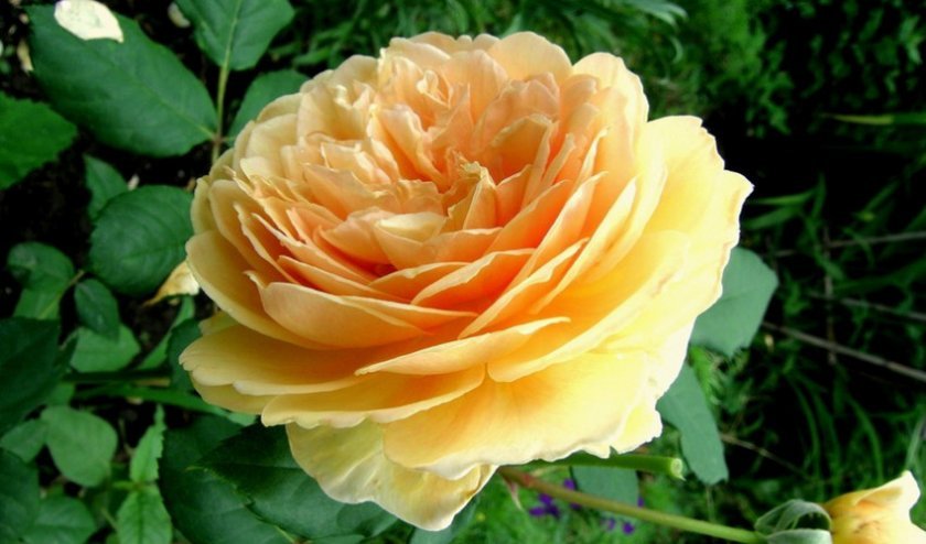 28f2ba50fbf4905ef084bfab5f76e051 Англійські троянди: опис з фото, особливості посадки, догляду та вирощування