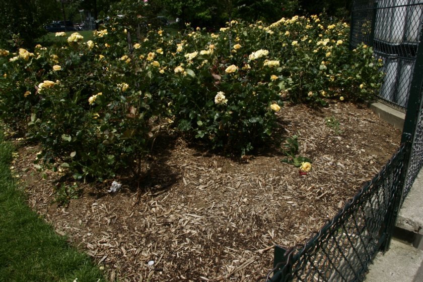 2c3f376a83d4e43d95e9482e7195625e Поліантові троянди: опис та фото, вирощування і догляд в домашніх умовах, посадка, обрізка і розмноження
