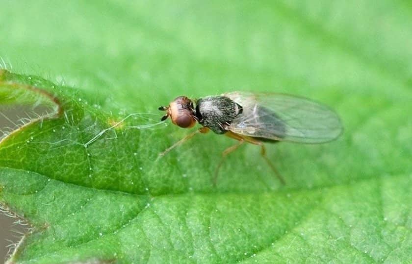 2d64bcff6517fc4a9a15cd994fbba3f1 Морквяна муха: опис та характеристика шкідника, причини появи, способи лікування і боротьби на городі