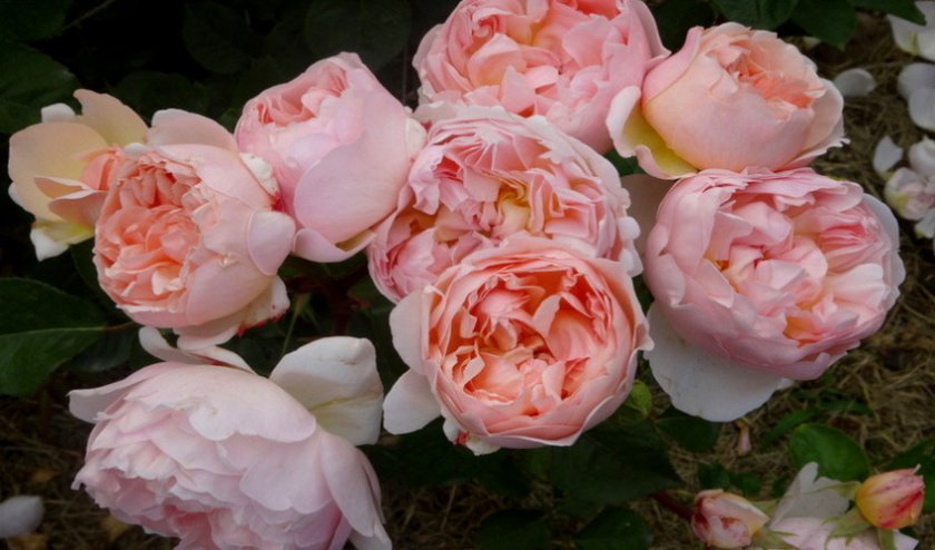 2fadbb97928873068f869a73af17649e Англійські троянди: опис з фото, особливості посадки, догляду та вирощування