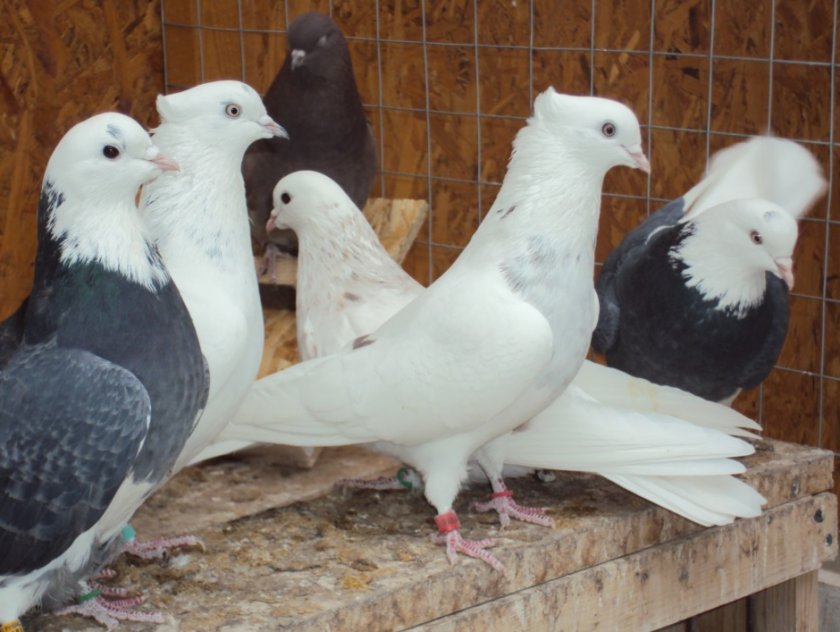 3182698acfcd6a6aee474a20a93df16d Іранські голуби: опис і характеристика, ніж відмінності від інших видів, умови утримання, фото, відео