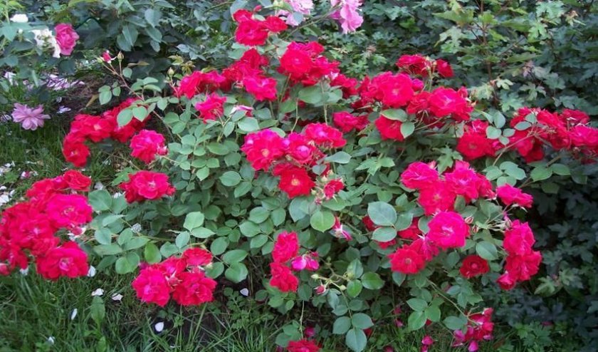 32557634db23ed12c44668162915068a Канадські троянди: опис сортів з фото, посадка й догляд, особливості вирощування