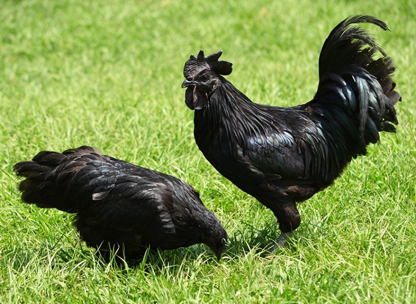 339f8d0db82d17655db4b85a86a53b9f Аям чемани: чорні кури і півні, опис породи і фото, утримання та розведення курчат