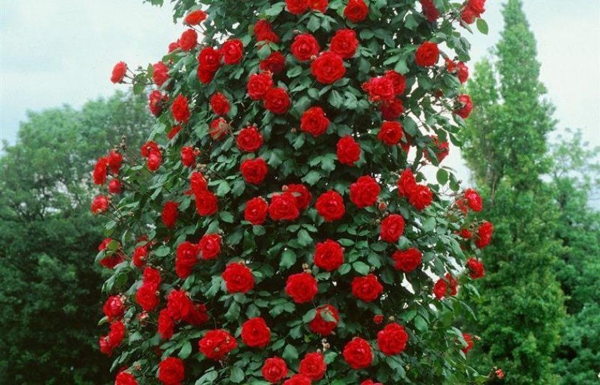 351e1a69a642c92139579cc335bc4981 Чому троянди жовтіють листя: причини і що при цьому робити, особливості догляду