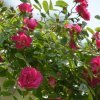 35ece72dcd609b6d6c349f860b904f59 Троянди Еквадор: опис сортів з фото, особливості вирощування та догляд