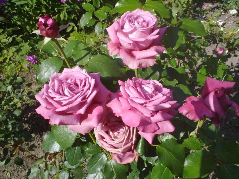 36222bda9ee3557dd6cef454a3c4ff83 Фіолетові троянди: що означають, опис сортів з фото, основні правила вирощування та догляду