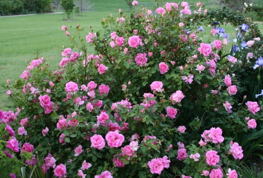 374b3d58ae40e41b79ad393e904cd5b2 Паркові троянди: опис, посадка й догляд, вирощування, обрізка і укриття на зиму, фото, відео