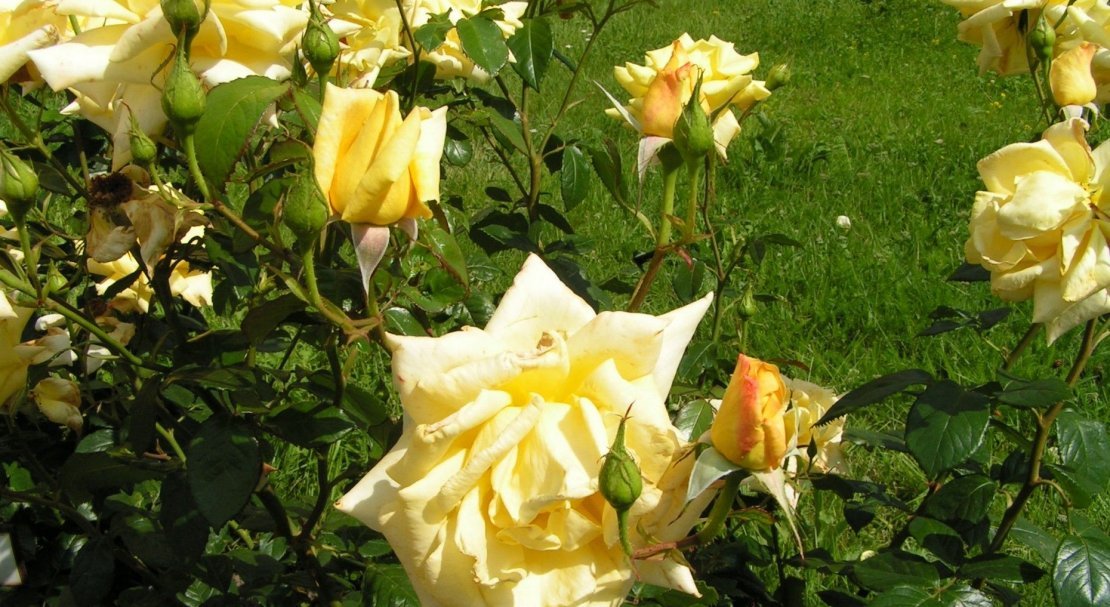 39f92281c2ab635f2b4b5df0f3574f6a Роза Ландора: опис рослини, умови для вирощування і правила догляду, фото