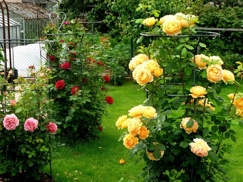 3aa1ea37474fd166d2feffc3fd66009d Піоноподібні троянди: опис з фото, особливості садіння, вирощування та догляду, відео