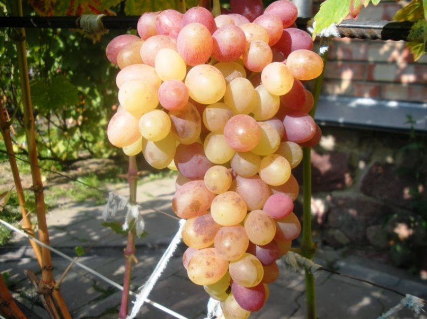 3b6c0760525013e98d769c8b549ed840 Найсмачніші сорти винограду: вибір за кольором і терміном дозрівання, які сорти найбільш невибагливі, відео