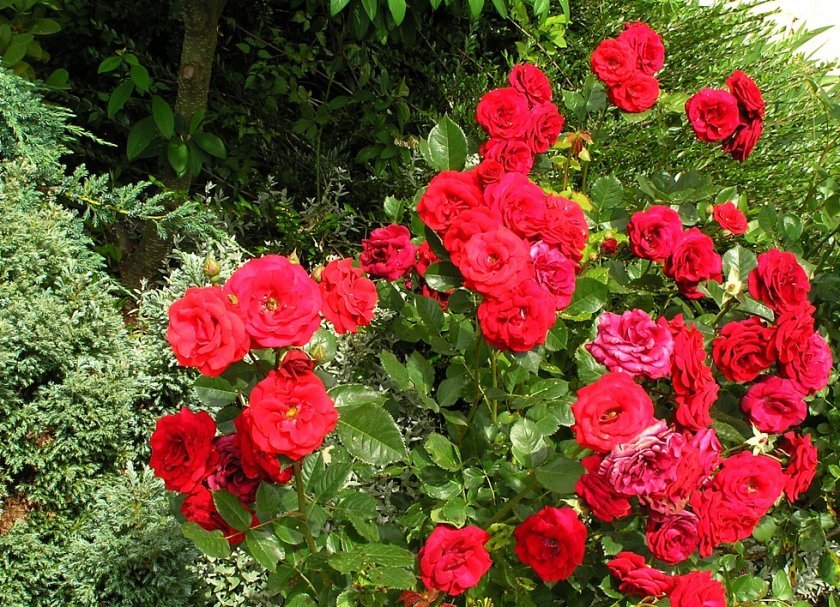 3c8911d3d9c617c2dabe9eae54147ffa Поліантові троянди: опис та фото, вирощування і догляд в домашніх умовах, посадка, обрізка і розмноження