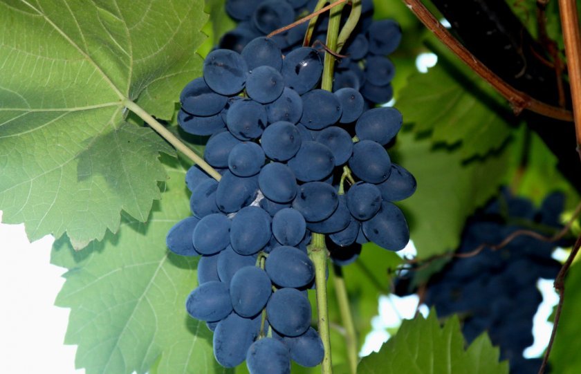 41fcb15131230866211ca49e04d091c0 Найсмачніші сорти винограду: вибір за кольором і терміном дозрівання, які сорти найбільш невибагливі, відео