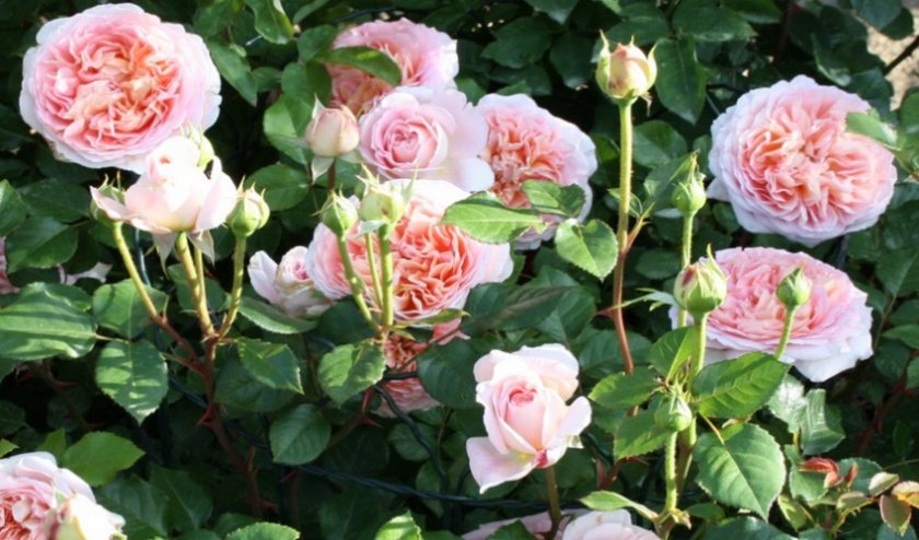 424339892db2dc1ba285562e6db9db4a Англійські троянди: опис з фото, особливості посадки, догляду та вирощування