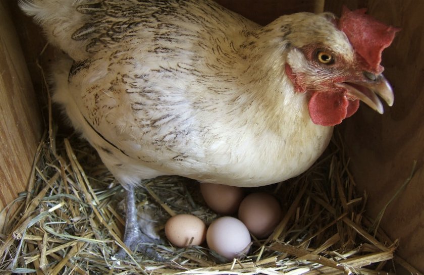 454a27b46eb66afb23c9deb10441d16f Чому кури клюють яйця: в чому причина і що робити, народні поради
