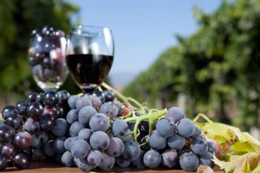 45922bbafbffe91698e3ca853fafd242 Як зробити вино з чорного винограду в домашніх умовах: прості рецепти приготування, кращі сорти