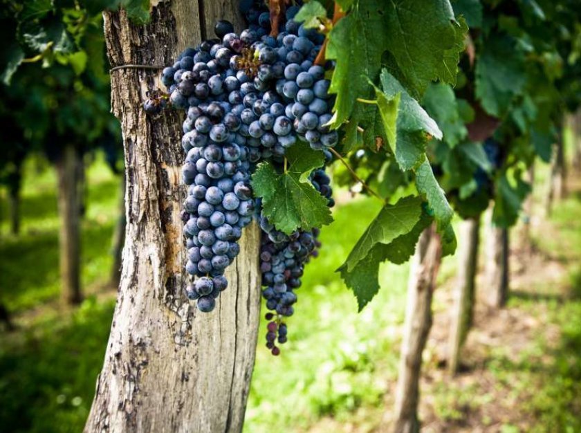 459f9fb70384c990366df35d4f3506c6 Як зробити вино з чорного винограду в домашніх умовах: прості рецепти приготування, кращі сорти