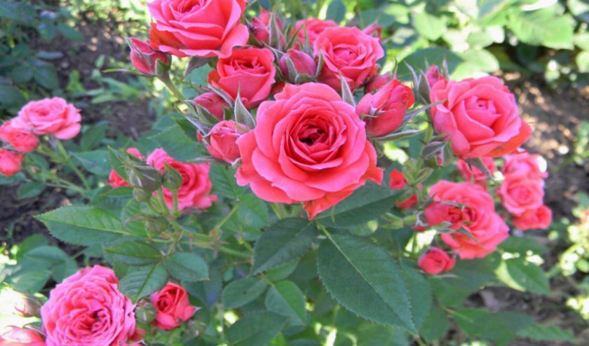 47d62789196b3f98091c540b32c0b0ed Маленькі троянди: як називаються самі мініатюрні сорти троянд, посадка й догляд, фото