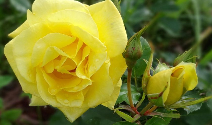 48b5e28a4eb700e6ab293a72365f21ee Троянда Флорибунда: кращі сорти, фото і опис, посадка й догляд, підготовка до зими