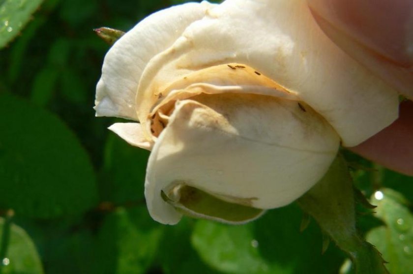 48fd5fdb069df4a18d322fcf0d73e59f Чому троянди жовтіють листя: причини і що при цьому робити, особливості догляду