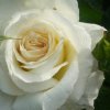 4e06d4798764c486447872b7c48f30c0 Паркові троянди: опис, посадка й догляд, вирощування, обрізка і укриття на зиму, фото, відео