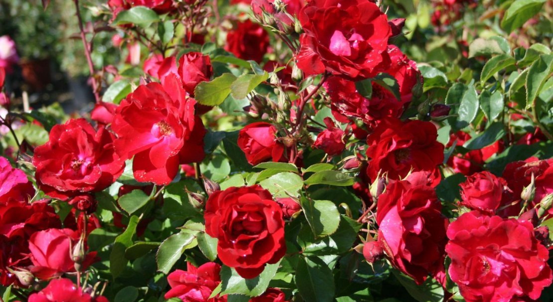 4f33b2b46b57a2ea6e6212a8845adf3f Паркові троянди: опис, посадка й догляд, вирощування, обрізка і укриття на зиму, фото, відео