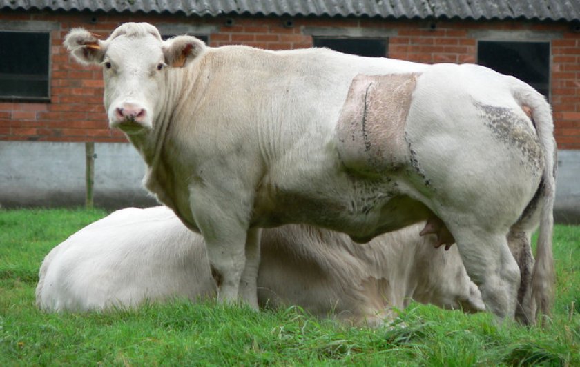 53d80c0c1c0570044f18f565dac13d8a Бельгійська блакитна корова: опис породи, фото, утримання та догляд