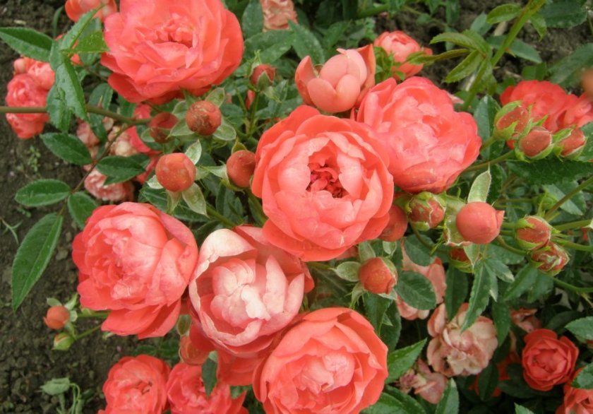 5484566dfced92b8dbeb8b7bedaf4267 Поліантові троянди: опис та фото, вирощування і догляд в домашніх умовах, посадка, обрізка і розмноження