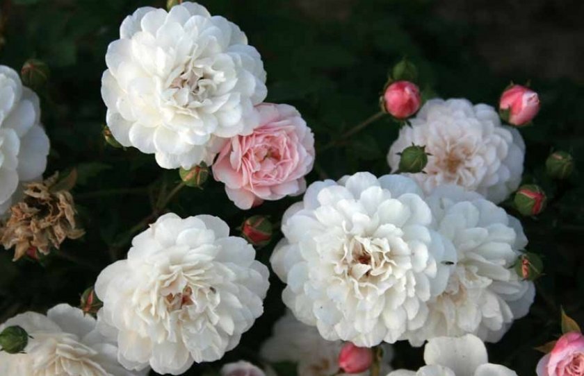 558d99ebbf85fecf3555a69f27f3feb4 Поліантові троянди: опис та фото, вирощування і догляд в домашніх умовах, посадка, обрізка і розмноження