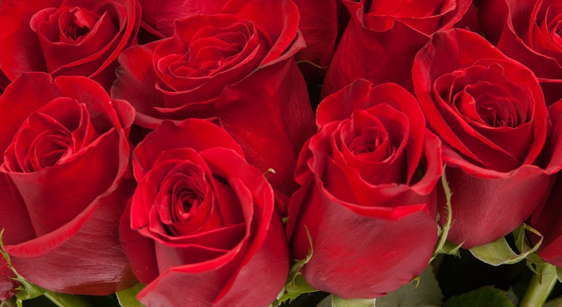 56189bcdedd5803054ed5e2e8bb8bf23 Троянди Еквадор: опис сортів з фото, особливості вирощування та догляд