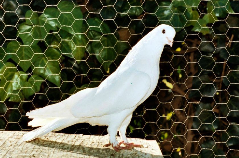57709874afdb16d3af33f50d2fb32d36 Іранські голуби: опис і характеристика, ніж відмінності від інших видів, умови утримання, фото, відео