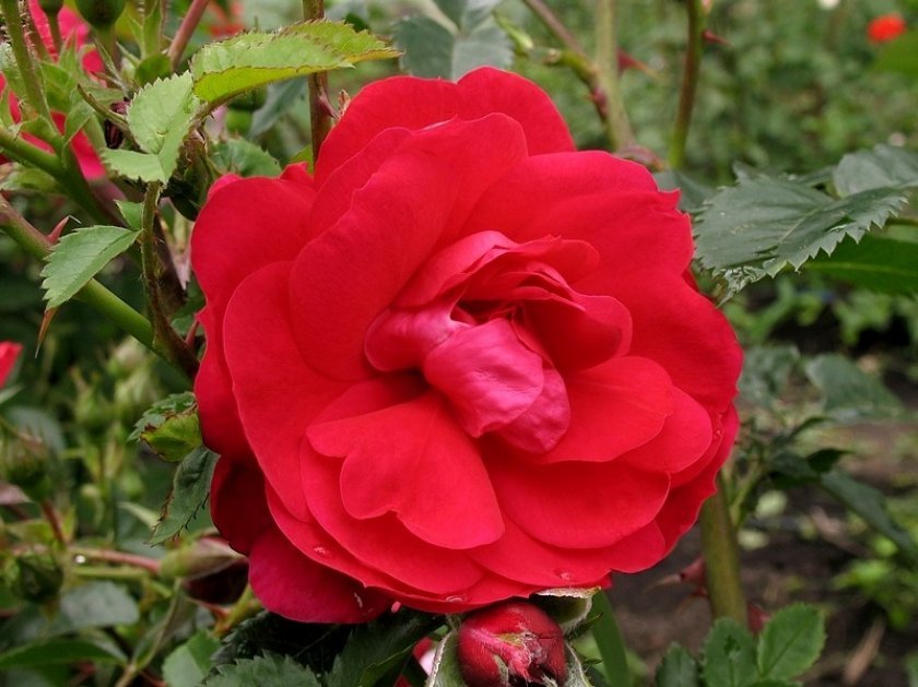 57c678fae4481825c8702317b7e311e7 Паркові троянди: опис, посадка й догляд, вирощування, обрізка і укриття на зиму, фото, відео