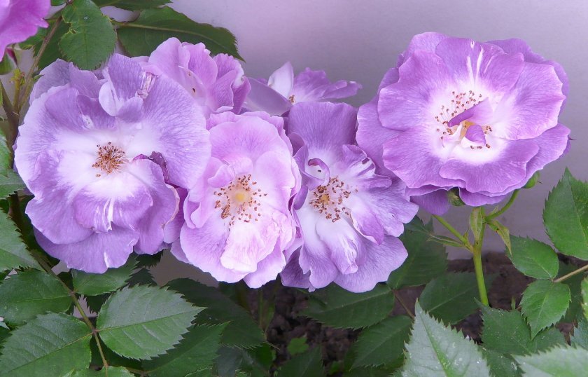 5821194748e6bbaba8a013e084f2903a Фіолетові троянди: що означають, опис сортів з фото, основні правила вирощування та догляду