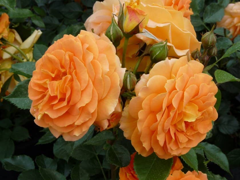 5983e4cfeb96d252e1bb41f4866cfbfd Чому троянди жовтіють листя: причини і що при цьому робити, особливості догляду