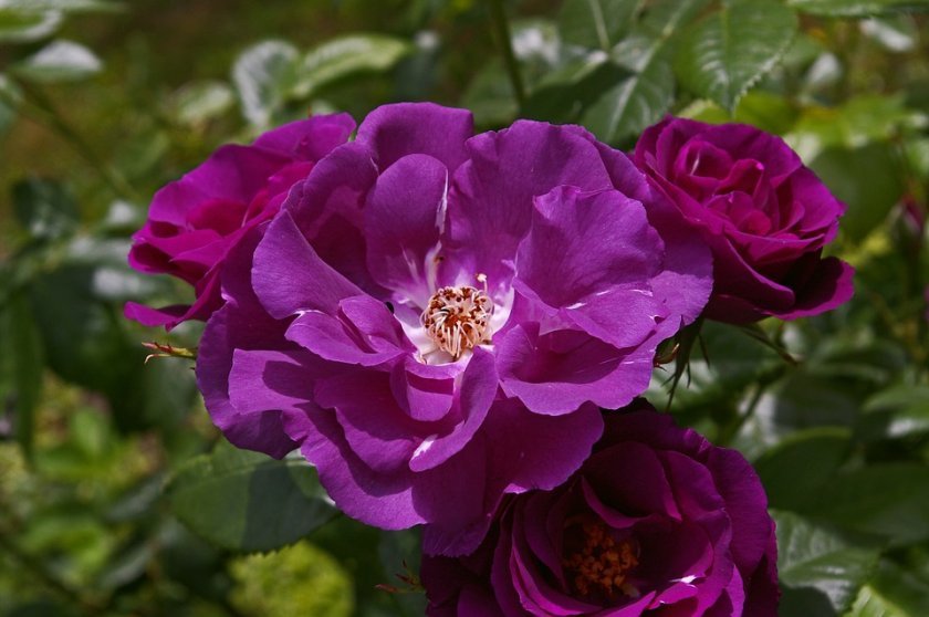 5a8d24fa195599312166ab051af77147 Фіолетові троянди: що означають, опис сортів з фото, основні правила вирощування та догляду