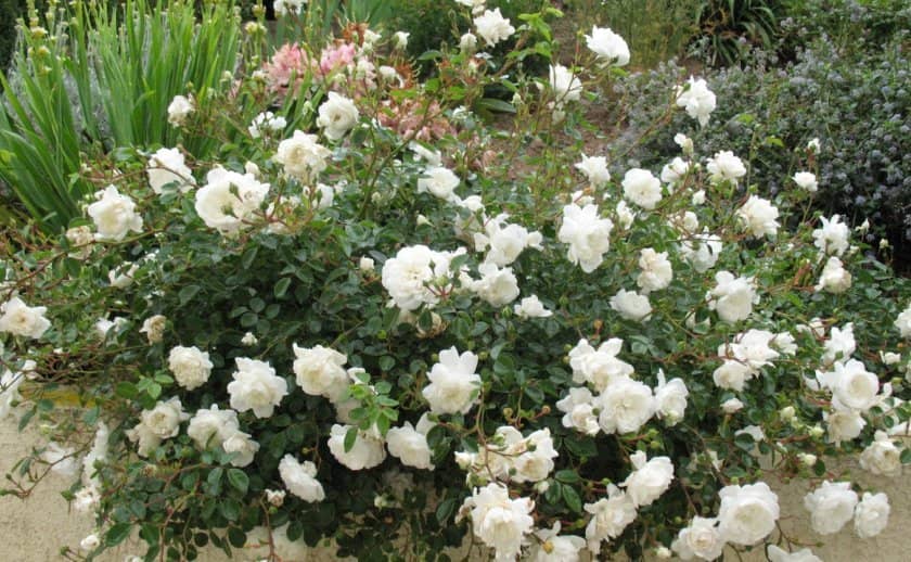 5d866eda1843d03db701d587f247a556 Поліантові троянди: опис та фото, вирощування і догляд в домашніх умовах, посадка, обрізка і розмноження
