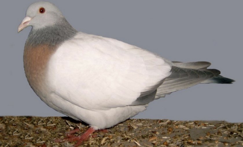 5f079ce0154c19651ae9e538f2d1ae0d Мясні голуби: вибір порід, як утримувати, годування і розведення, фото