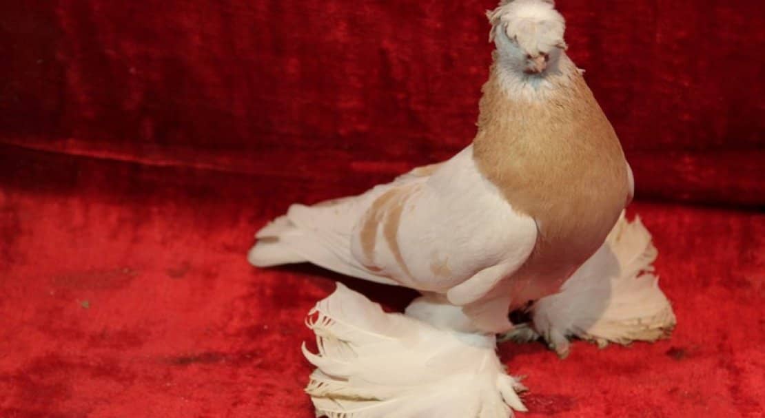 5f3ce5d9436209649358f5ea36ef4db2 Ставні голуби: опис породи з фото, особливості змісту і годівлі, відео