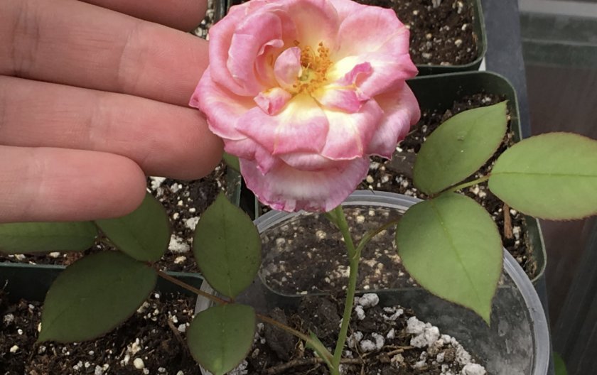 60572749359a5116c3346eea5f9f6179 Як виростити троянду з насіння в домашніх умовах: основні правила, плюси і мінуси вирощування, фото, відео