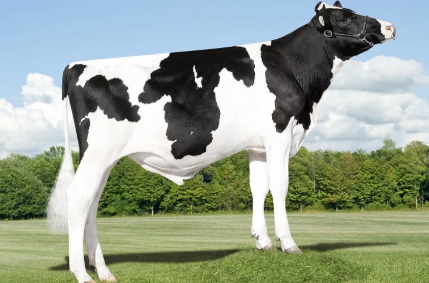 61a51e18663d75163285ed50fa0b11ee Голландська порода корів: характеристика, фото, плюси і мінуси, утримання та догляд