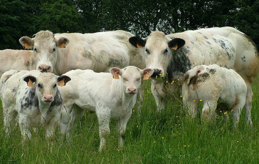 61ffcb6ebb604131c9b66aaef7b6af2b Бельгійська блакитна корова: опис породи, фото, утримання та догляд