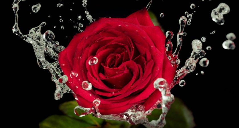 62b00662f9f56346be5b33e012c47b77 Як продовжити життя трояндам в домашніх умовах, особливості догляду за зрізаними трояндами